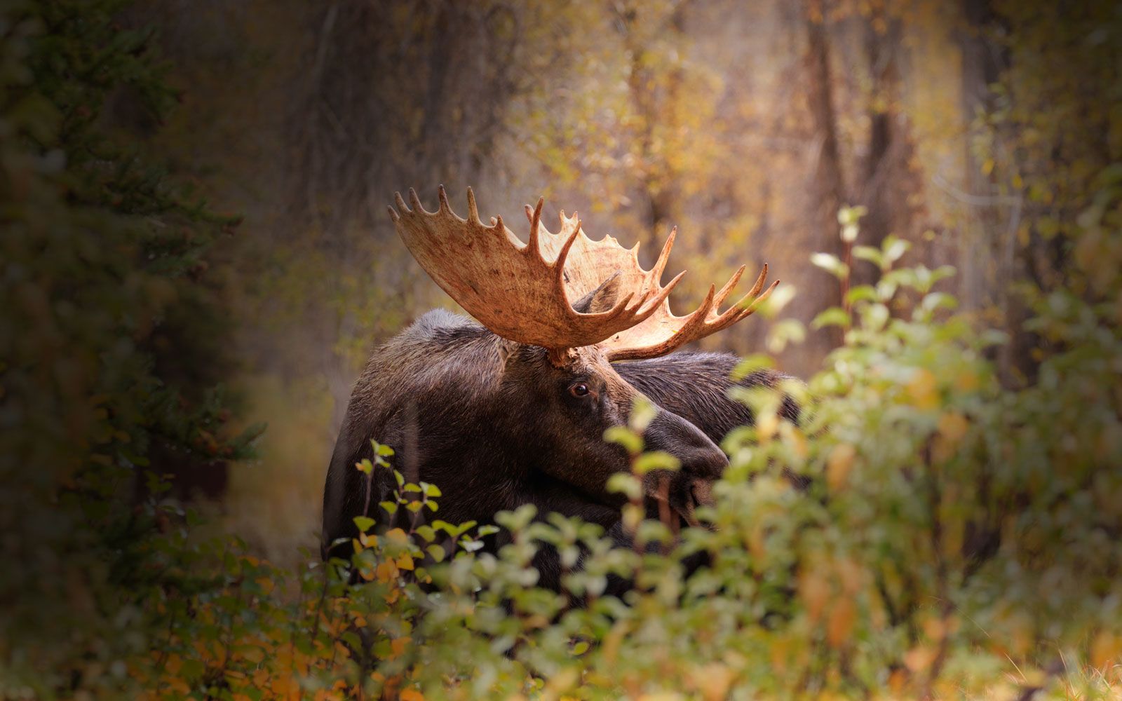 elchjagd auf kamtschatka jagdreisen k k premium jagd