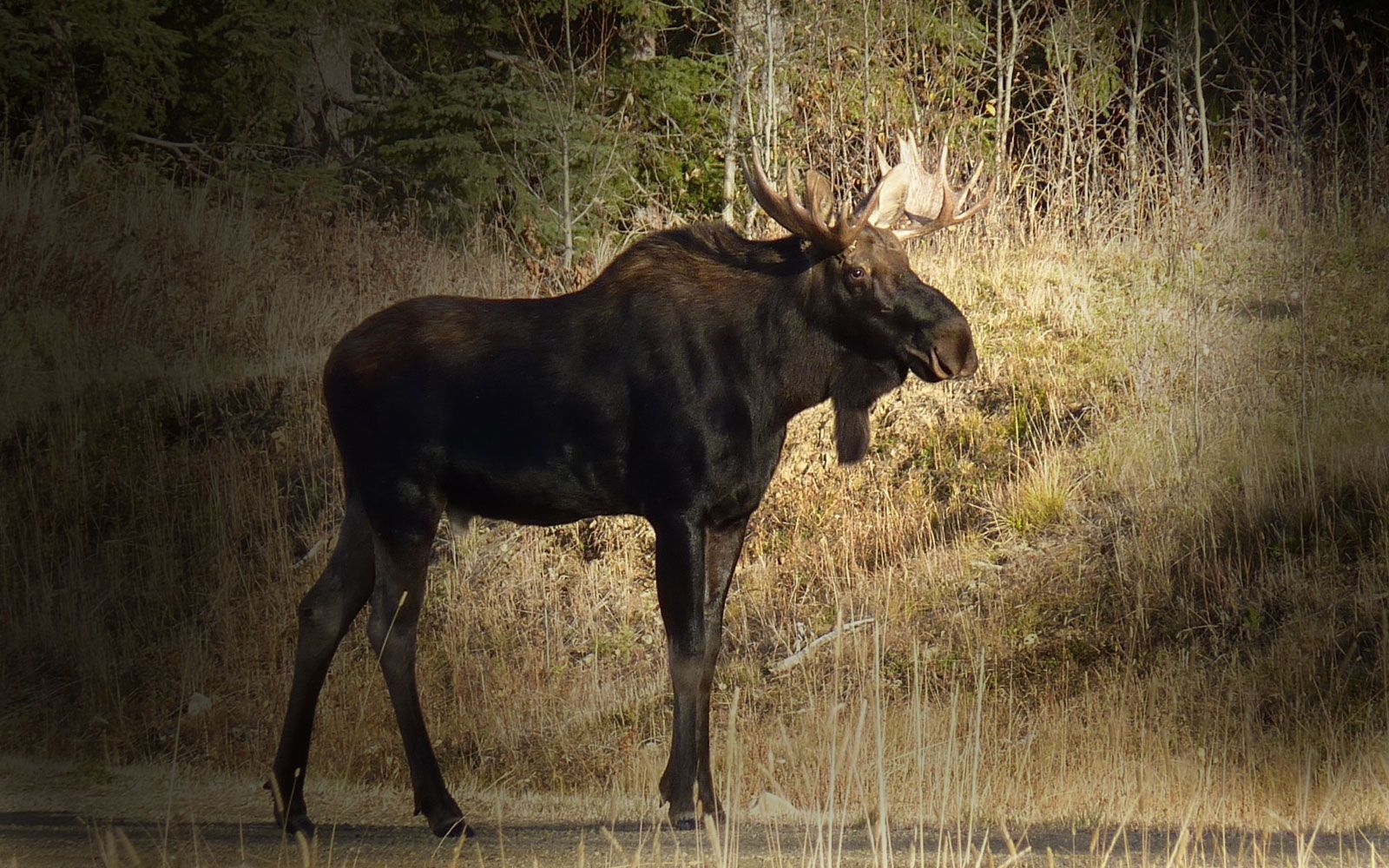 elchjagd in russland jagdreisen k k premium jagd